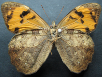 Adult Male Under of Wonder Brown - Heteronympha mirifica